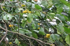Garcinia madruno